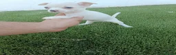 Chihuahua perros en venta: Hembritas de Chihuahua Blancas - Anuncio 2