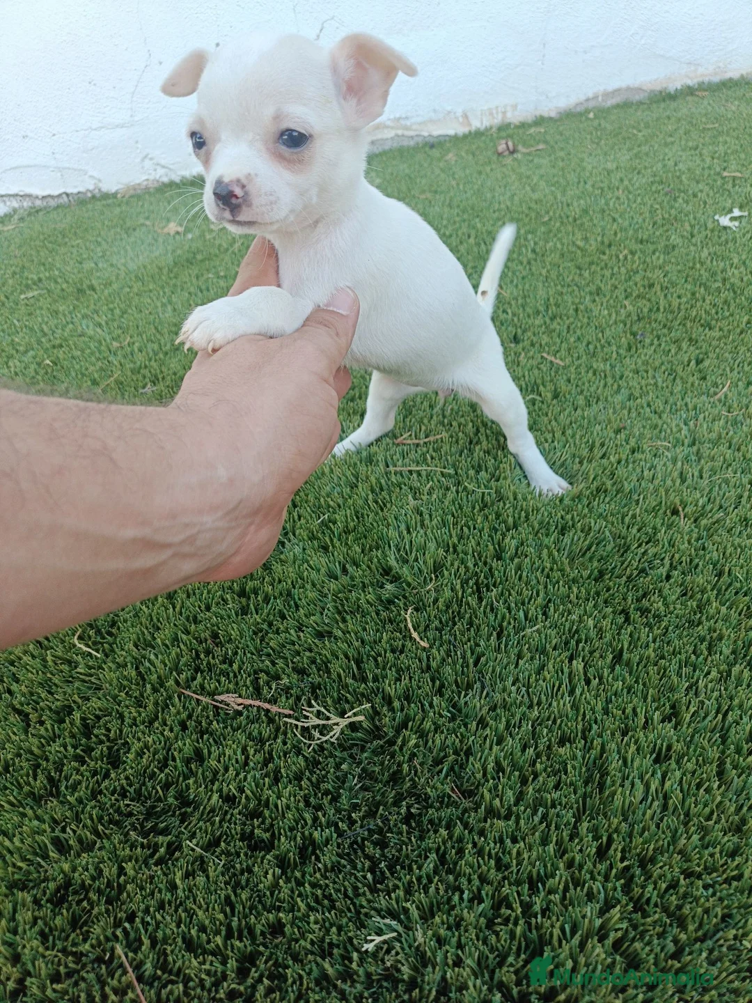 Chihuahua perros en venta: Hembritas de Chihuahua Blancas - Anuncio 2