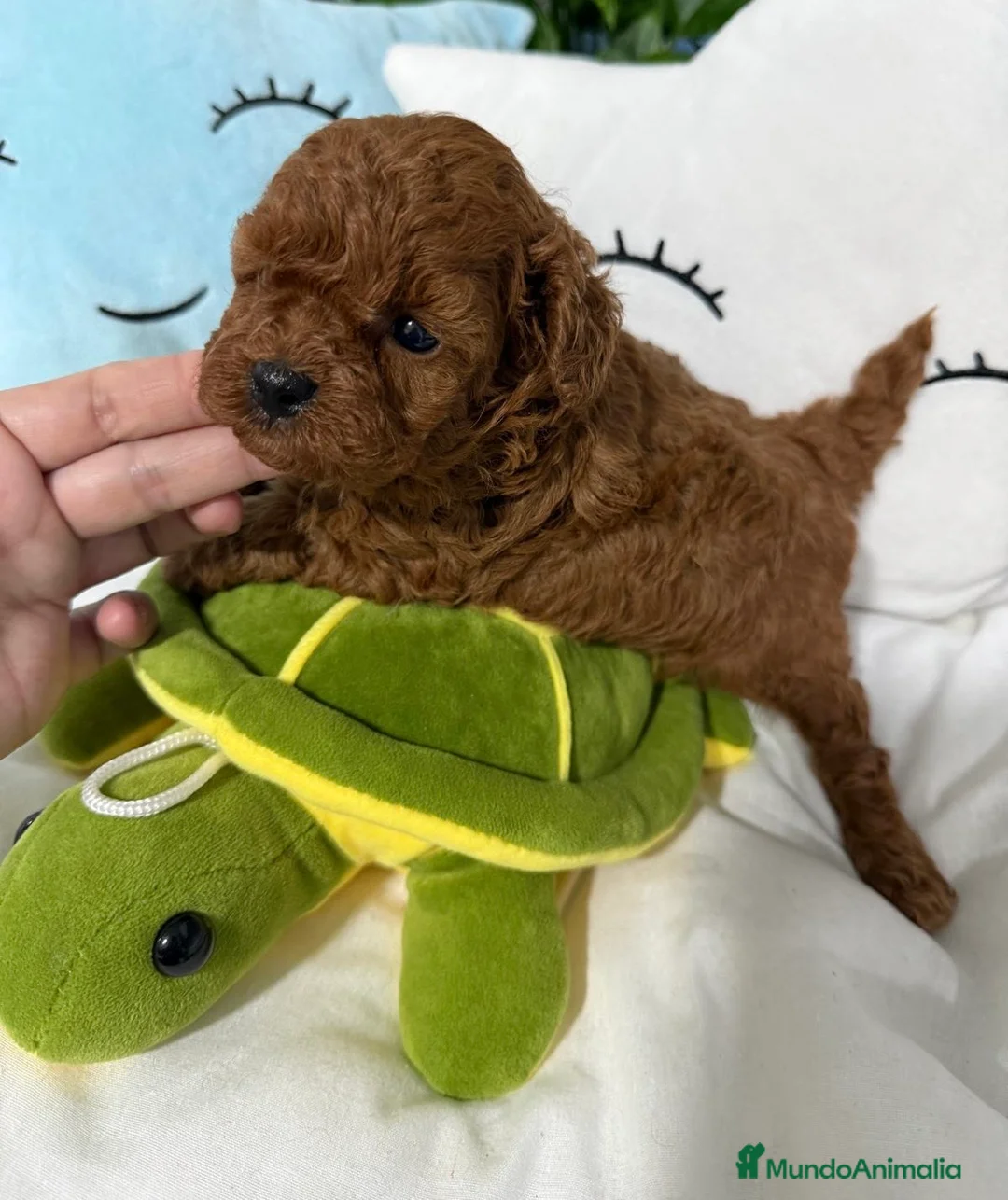 Caniche Toy perros en venta: Caniche toy nueva camada !!! - Anuncio 2