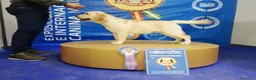 Labrador Retriever perros en venta: Cachorros de Labrador Retrievers - Anuncio 9