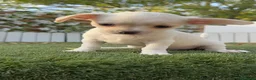 Chihuahua perros en venta: CHIHUAHUA - MACHO - Anuncio 6