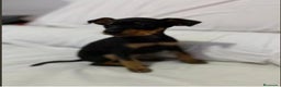 Pinscher Miniatura perros en venta: Pincher miniatura en Badajoz - Anuncio 3
