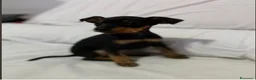 Pinscher Miniatura perros en venta: Pincher miniatura en Badajoz - Anuncio 3