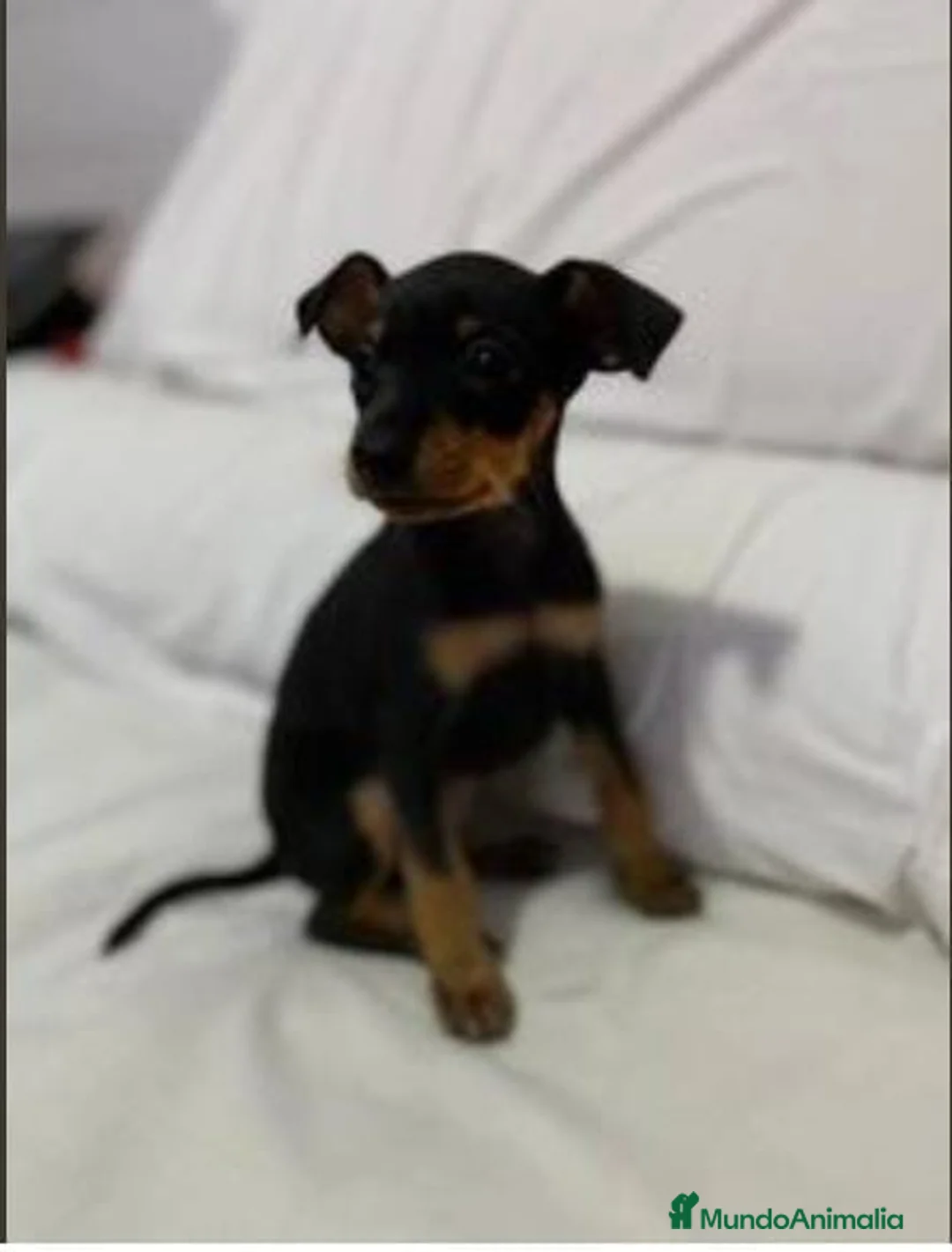 Pinscher Miniatura perros en venta: Pincher miniatura en Badajoz - Anuncio 3