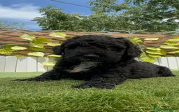 Perro de Agua Español perros en venta: PERRO DE AGUA ESPAÑOL - Imagen 12