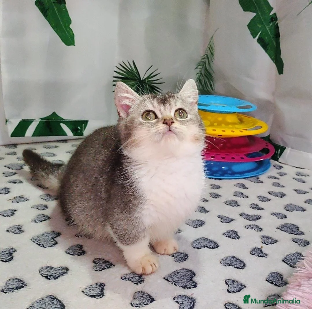 Munchkin gatos en venta: Maravillosos Munchkin en Madrid - Anuncio 8