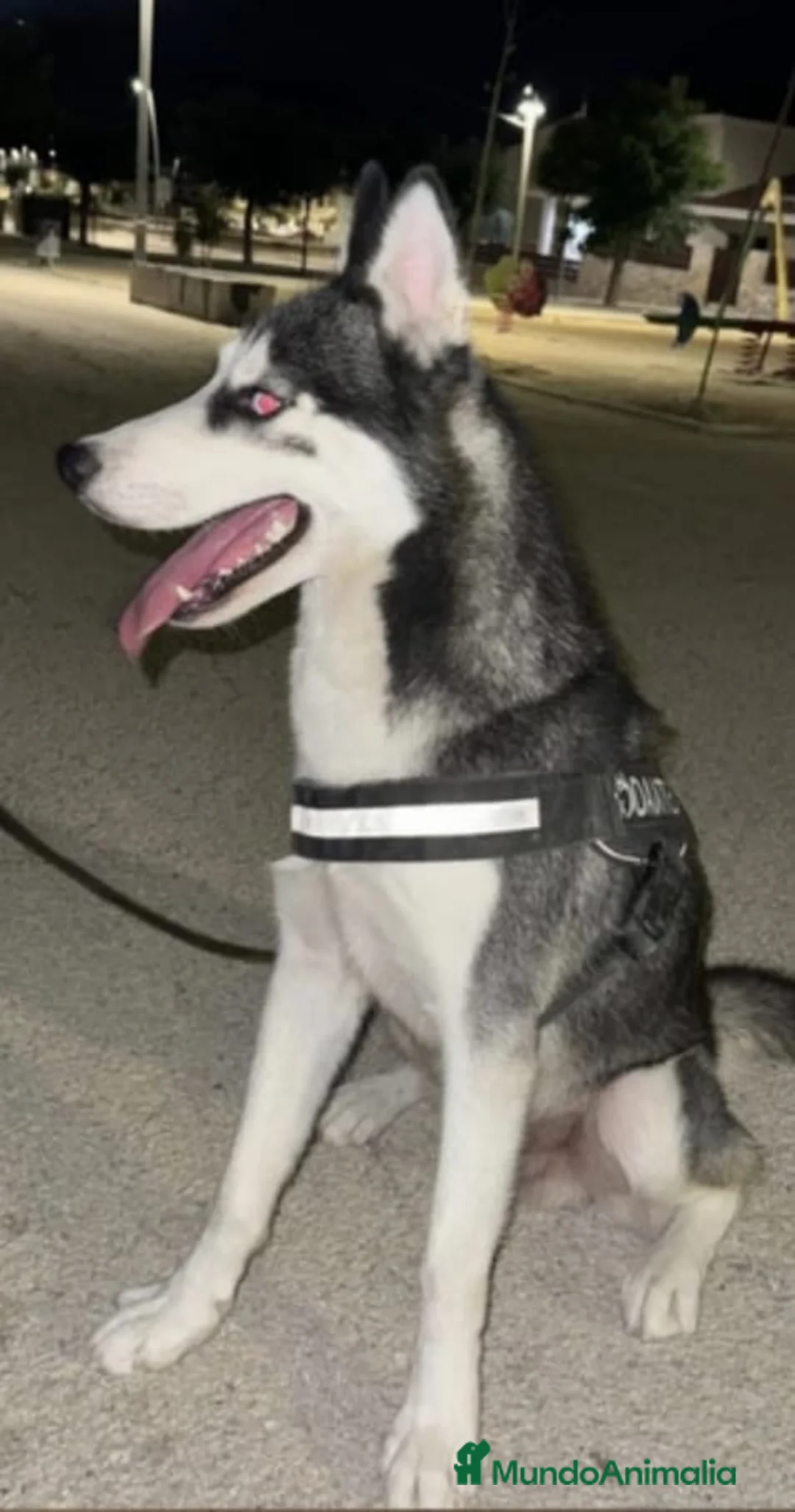 Husky Siberiano perros en venta: Husky  - Anuncio 5