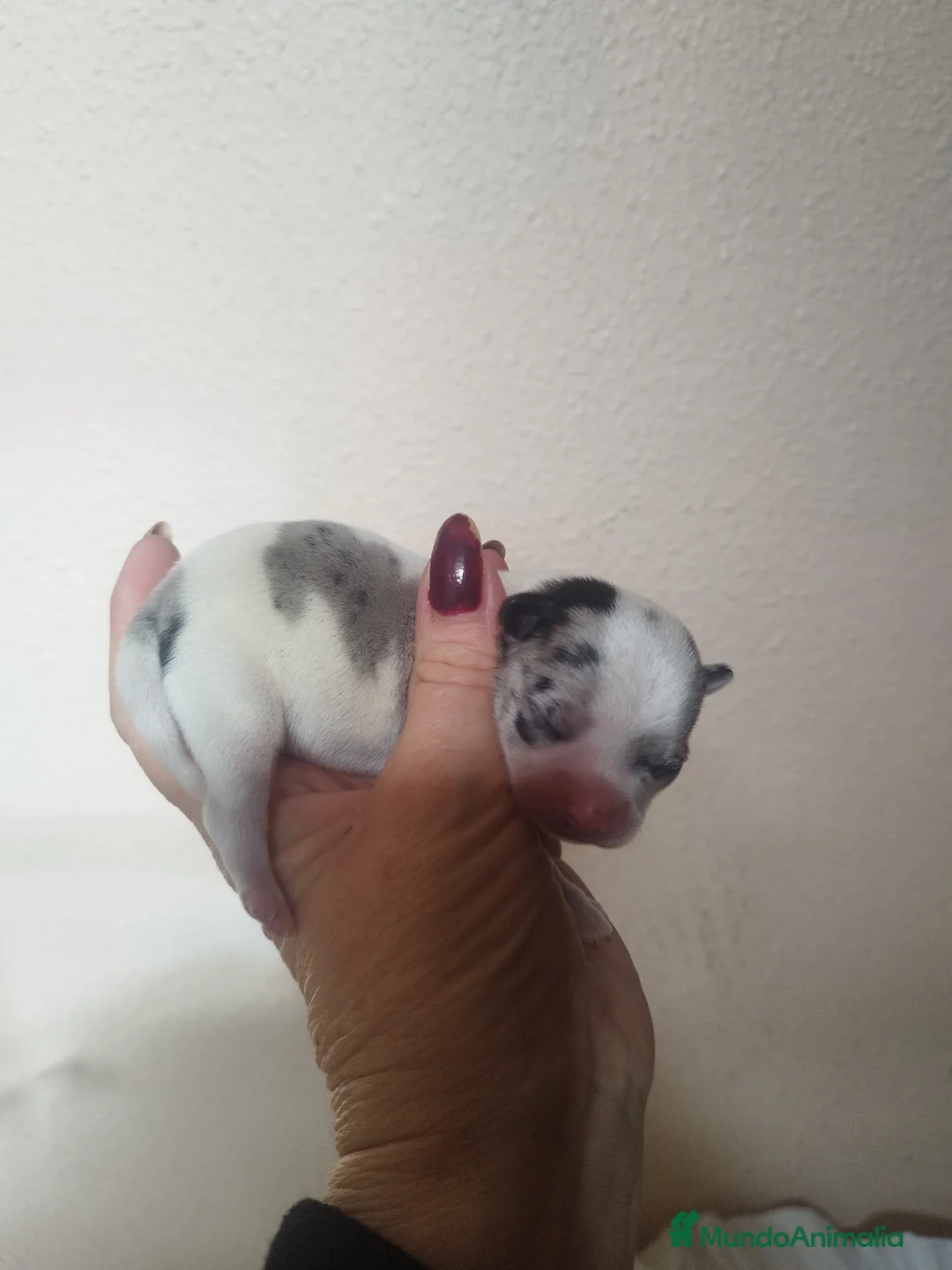 Chihuahua perros en venta: CHIHUAHUAS TOYS MERLE EXCLUSIVOS - Anuncio 4