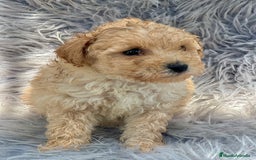 Caniche Toy perros en venta: Caniche toy apricot  - Imagen 2