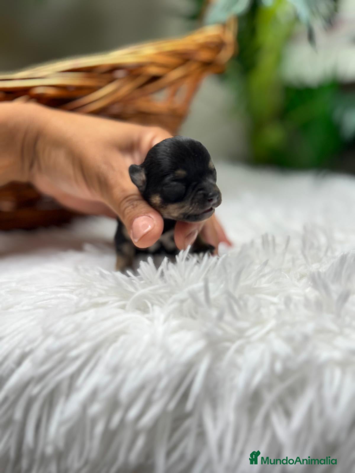 Chihuahua perros CHIHUAHUA HEMBRA - Anuncio 1