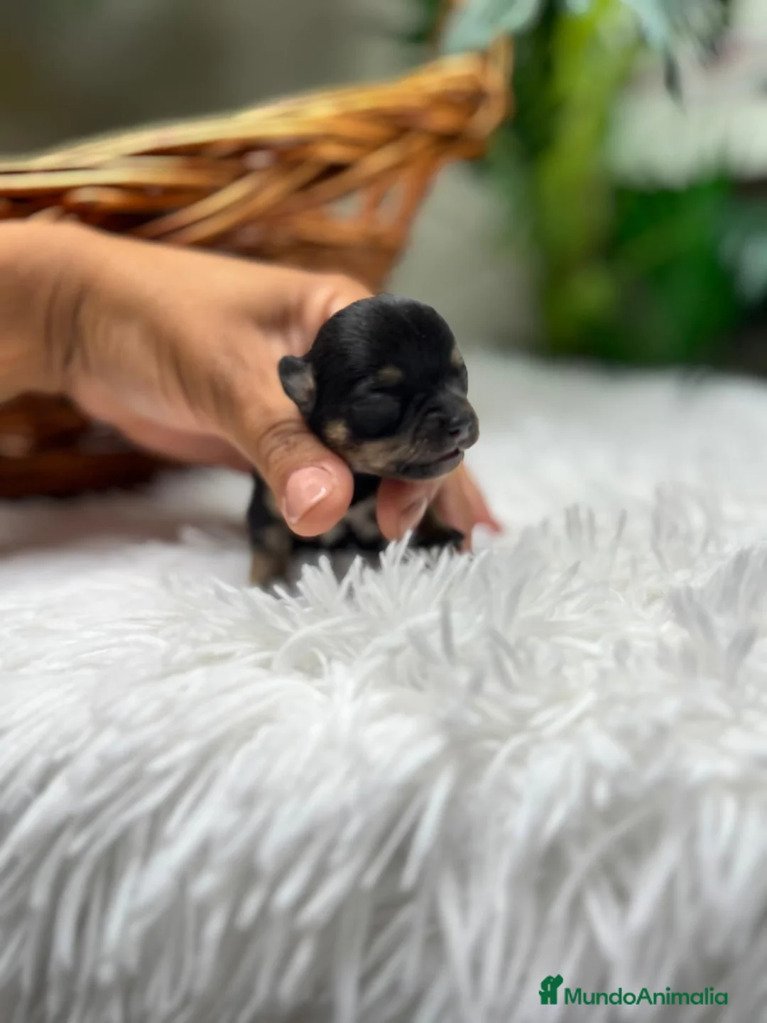 Chihuahua perros en venta: CHIHUAHUA HEMBRA - Anuncio 1