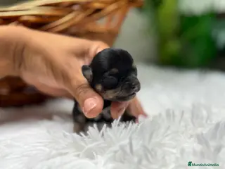 Chihuahua perros CHIHUAHUA HEMBRA - Anuncio 1