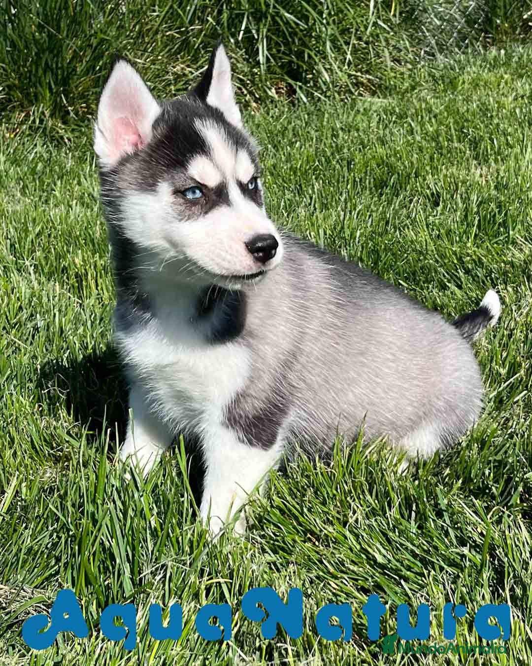 Husky Siberiano perros Husky Siberiano Hembra DCD 2 AQUANATURA en Barcelona - Anuncio 2