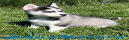 Husky Siberiano perros en venta: Husky Siberiano Hembra DCD 2 AQUANATURA en Barcelona - Anuncio 1