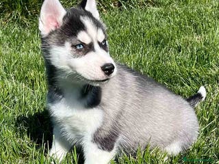 Husky Siberiano perros Husky Siberiano Hembra DCD 2 AQUANATURA en Barcelona - Anuncio 6