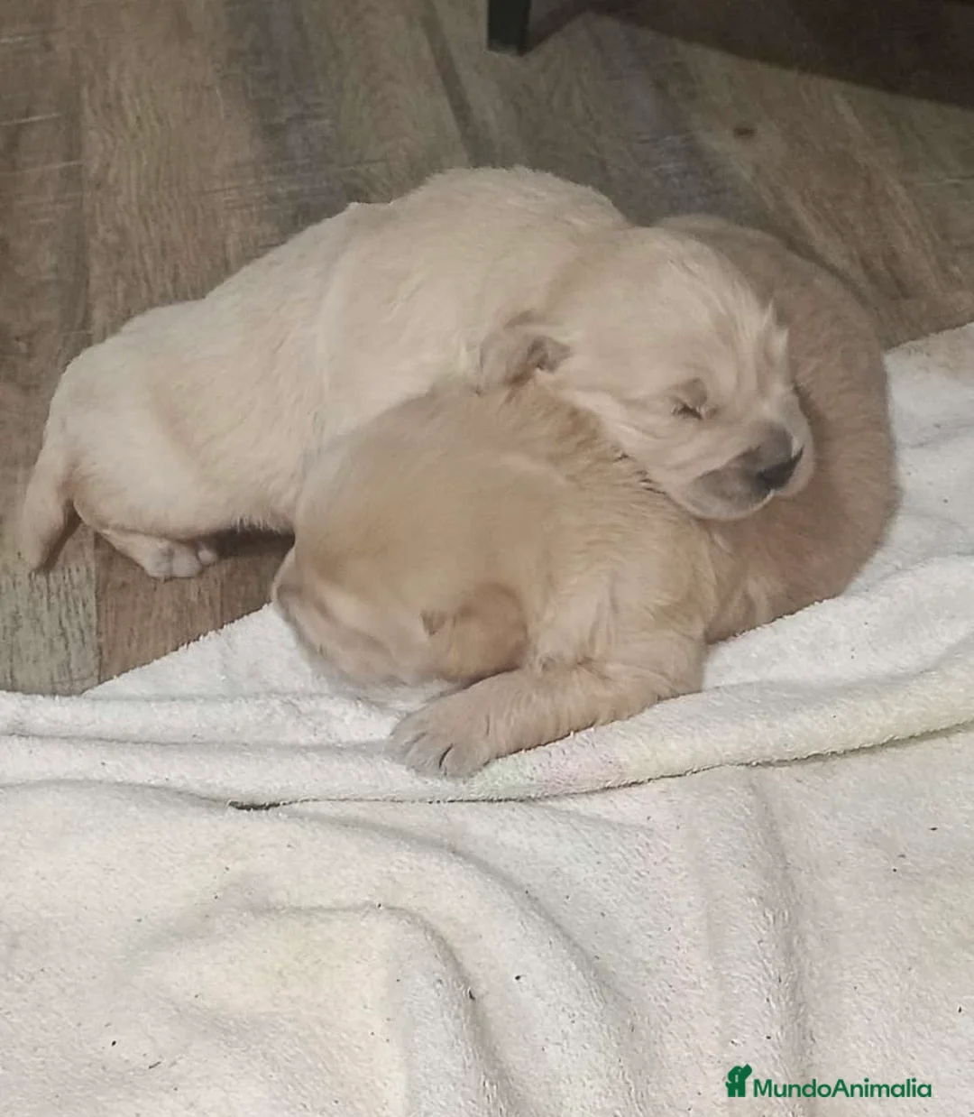 Golden Retriever perros en venta: Cachorros Golden retriever 🐶🐾 - Anuncio 2