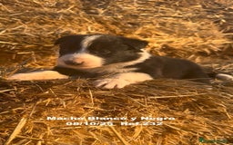 Border Collie perros en venta: BORDER COLLIE - Anuncio 3