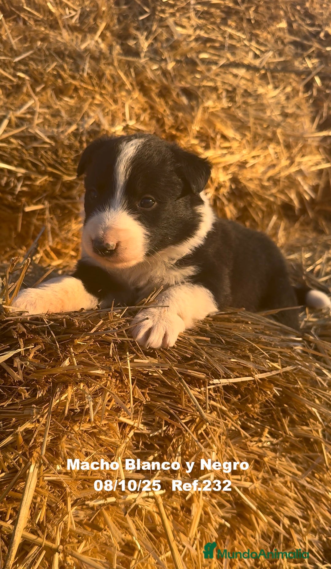 Border Collie perros en venta: BORDER COLLIE - Anuncio 3