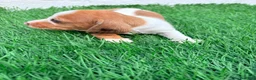 Teckel Miniatura perros en venta: Teckel miniatura tri merle choco blanco - Anuncio 8