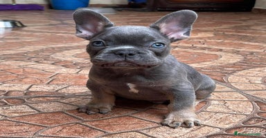 Bulldog Francés perros BULLDOG FRANCÉS /// LÍNEAS EXCLUSIVAS  - Anuncio 5