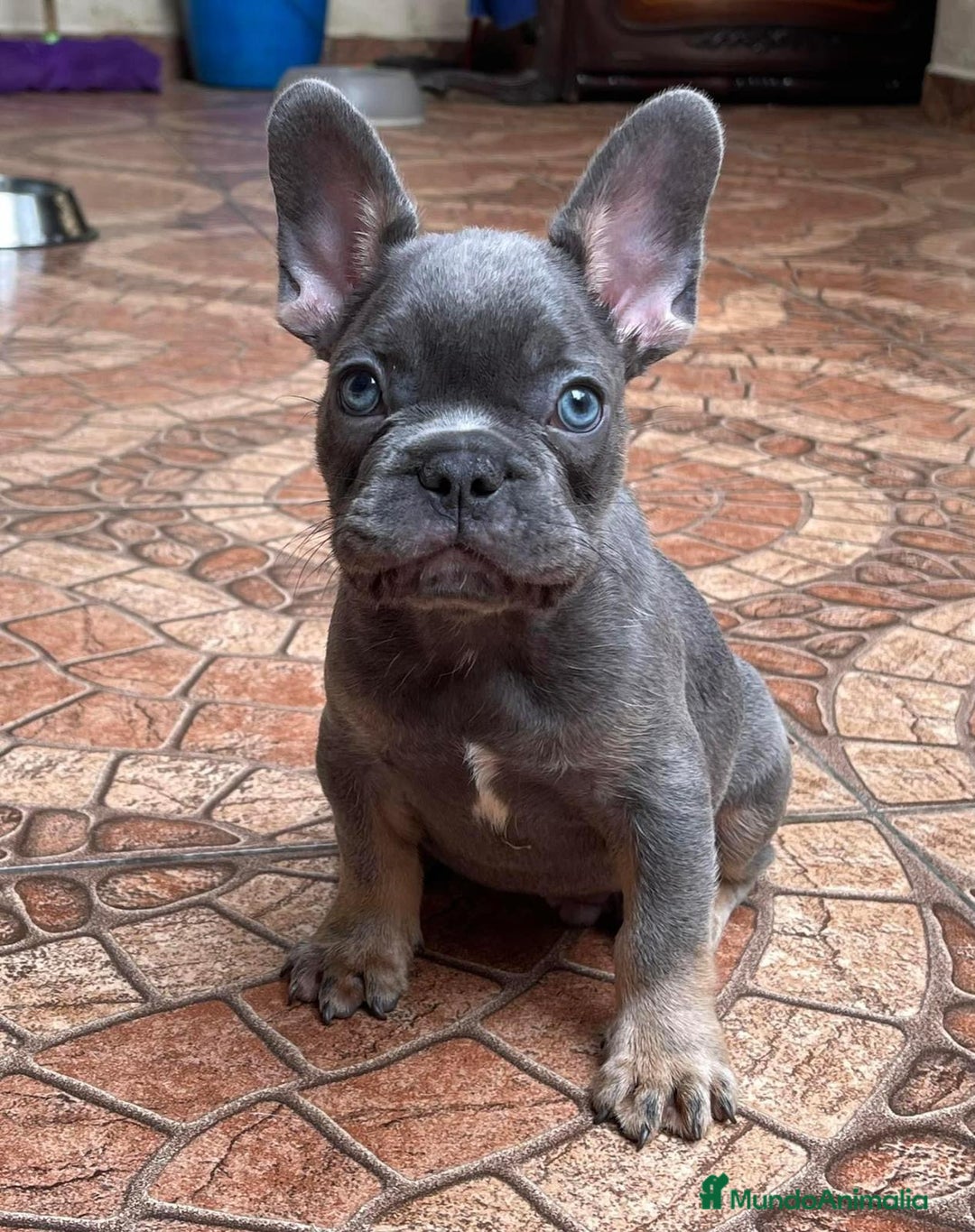 Bulldog Francés perros en venta: BULLDOG FRANCÉS /// LÍNEAS EXCLUSIVAS  - Anuncio 3