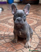 Bulldog Francés perros BULLDOG FRANCÉS /// LÍNEAS EXCLUSIVAS - Anuncio 12