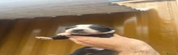Border Collie perros en venta: Cachorros Border colie  - Anuncio 6