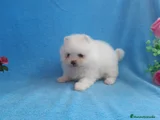 Pomerania Cachorro 11