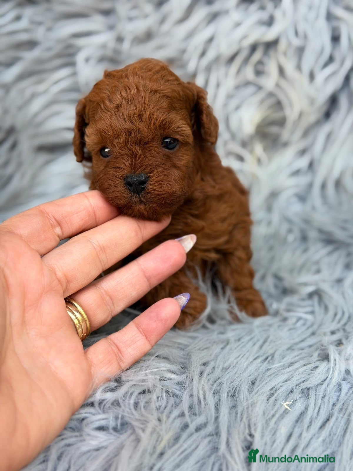 Caniche Toy perros Caniche toy rojo pimentón 🐾 - Anuncio 1