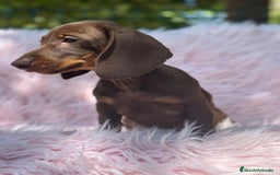 Teckel perros en venta: TECKEL HEMBRA CHOCOLATE  - Imagen 6