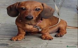 Teckel Miniatura perros en venta: Magníficos Teckel miniatura 601144783  - Imagen 2