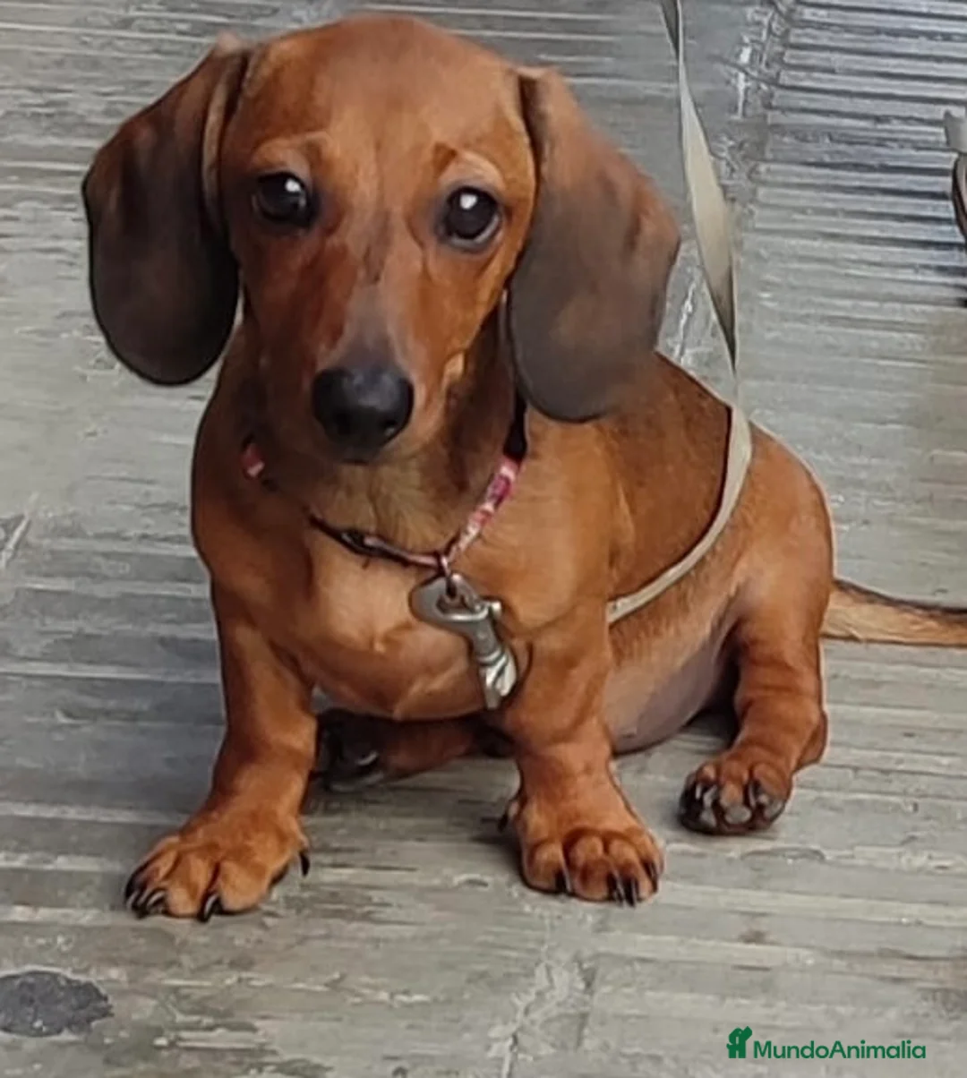 Teckel Miniatura perros en venta: Magníficos Teckel miniatura 601144783 - Anuncio 3