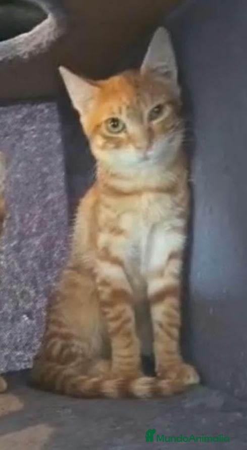 Europeo de Pelo Corto gatos en venta: Gata Europea - Anuncio 1
