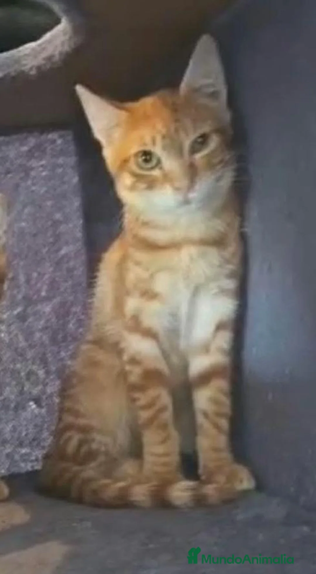 Europeo de Pelo Corto gatos en venta: Gata Europea - Anuncio 1