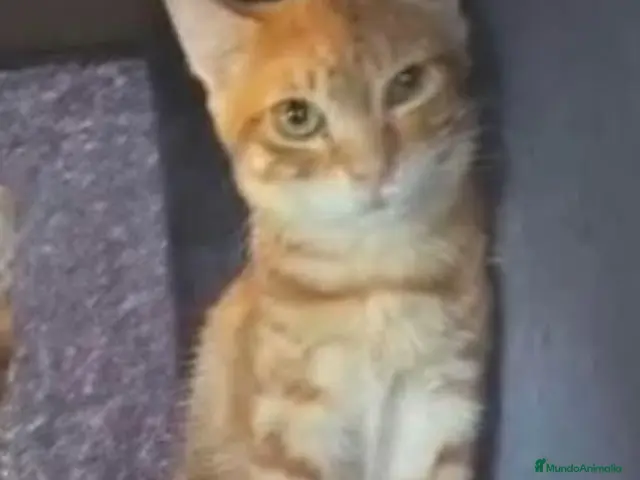 Europeo de Pelo Corto gatos en venta: Gata Europea - Anuncio 1