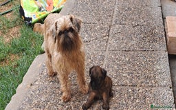 Grifón de Bruselas perros en venta: Griffon de bruselas - Imagen 5