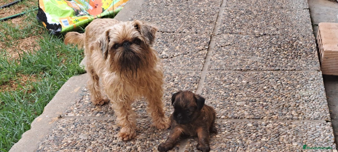Grifón de Bruselas perros en venta: Griffon de bruselas - Imagen 5