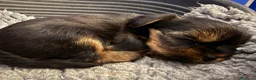 Yorkshire Terrier perros en venta: maravilloso Yorkshire Terrier  - Anuncio 4
