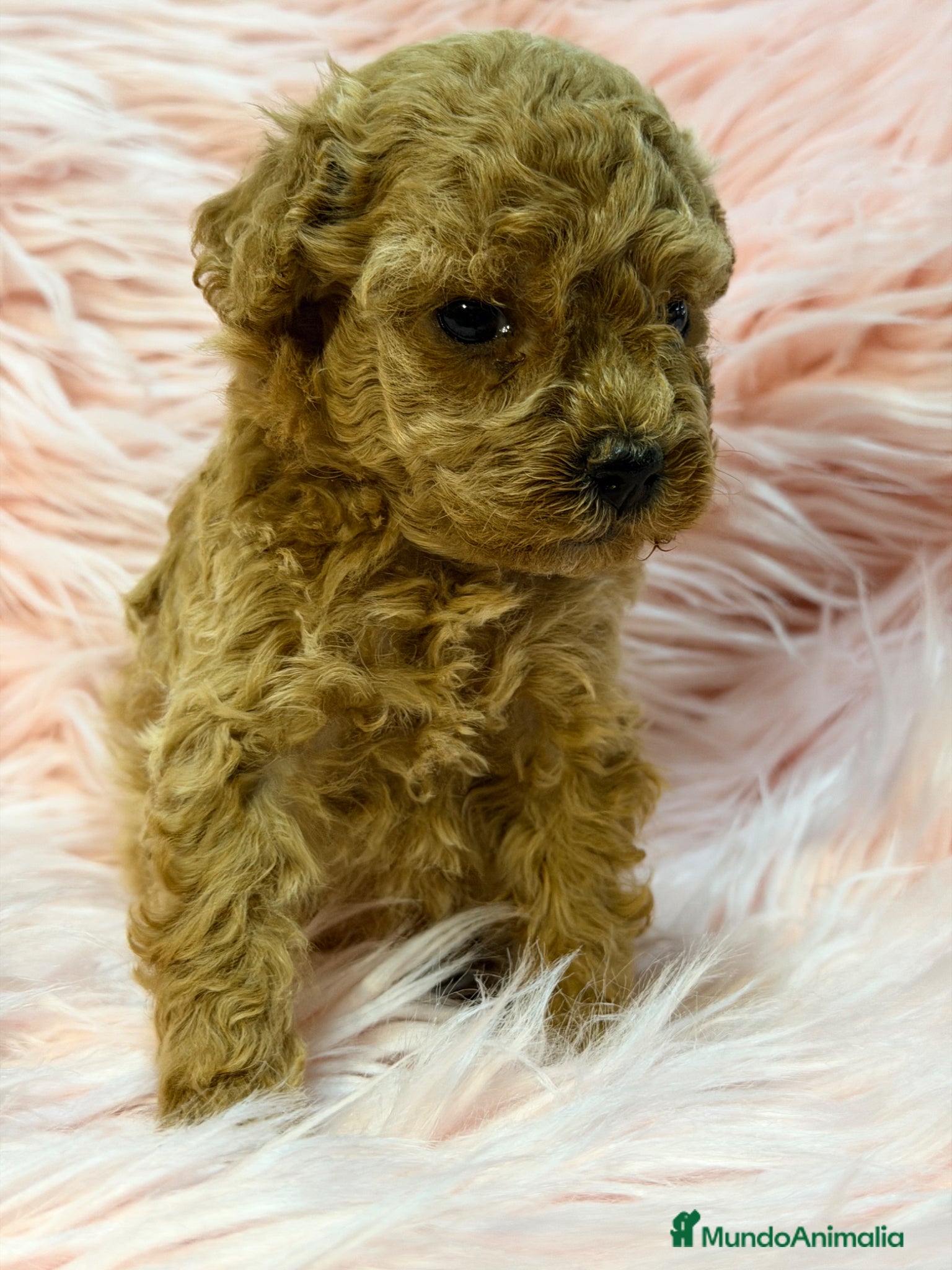 Maltipoo perros Maltipoo Minitoy  - Anuncio 3
