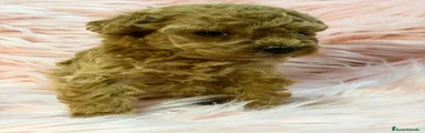 Maltipoo Cachorro 4