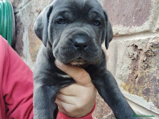 Cane Corso perros CANE CORSO PEDIGREE - Anuncio 3