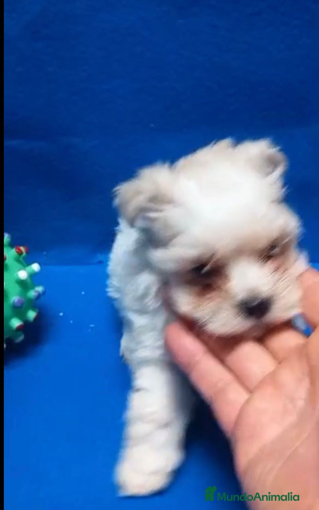 Bichón Maltés perros en venta: Bichon maltés toy - Imagen 6