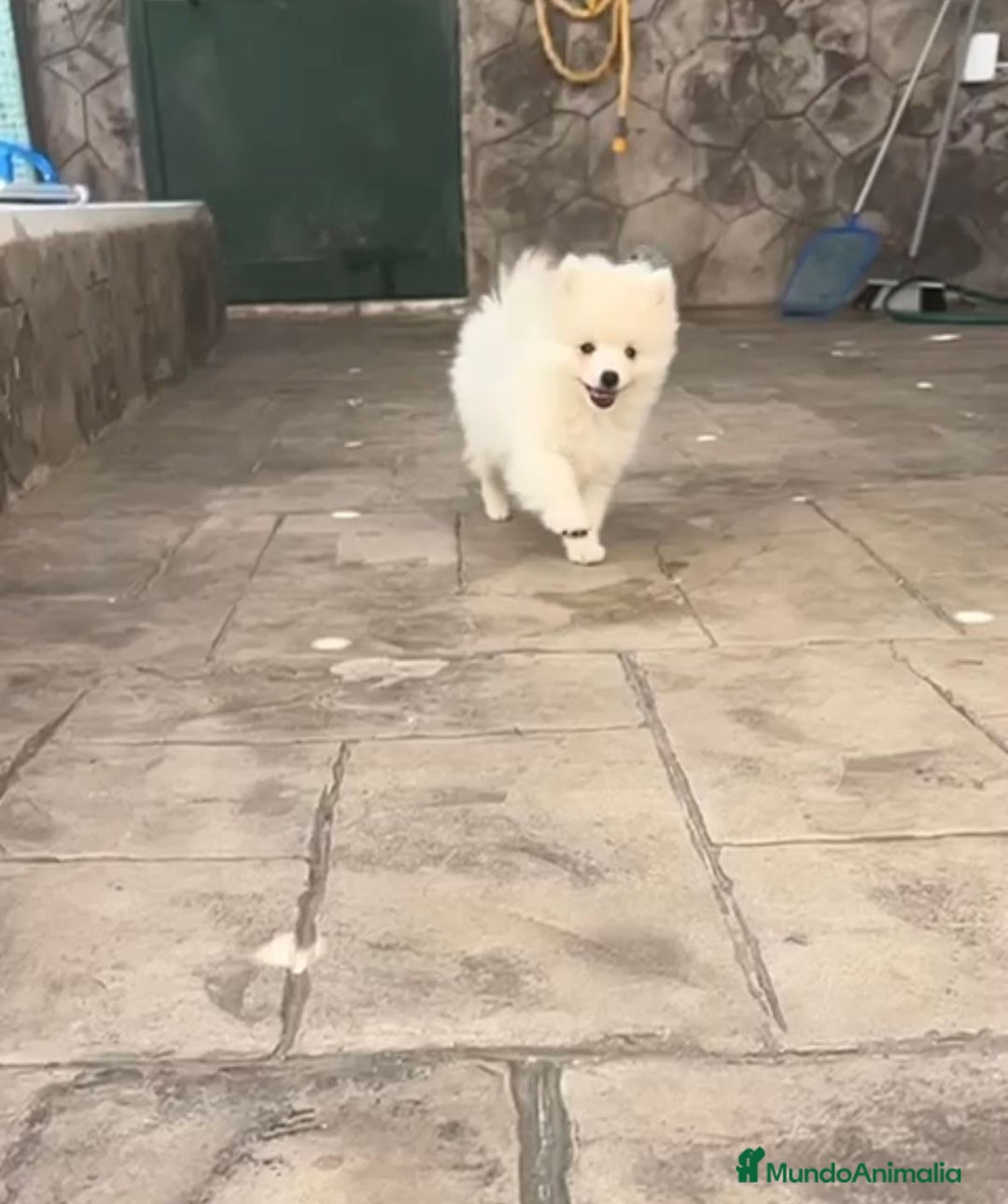 Pomerania perros en venta: Preciosos Lulu pomerania toy - Imagen 6