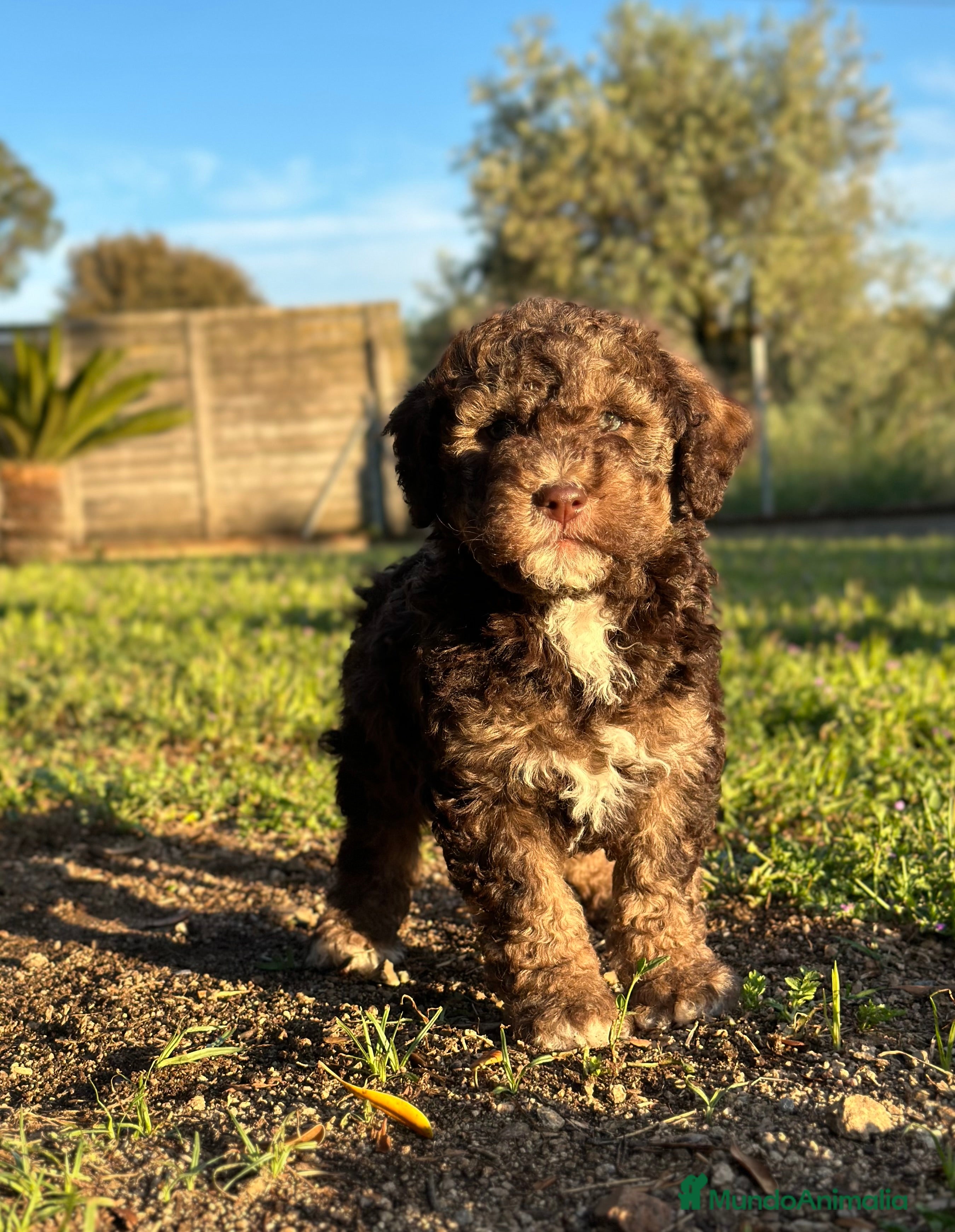 Perro de Agua Español perros Perro de Agua - Anuncio 3
