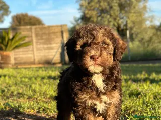 Perro de Agua Español perros Perro de Agua - Anuncio 3