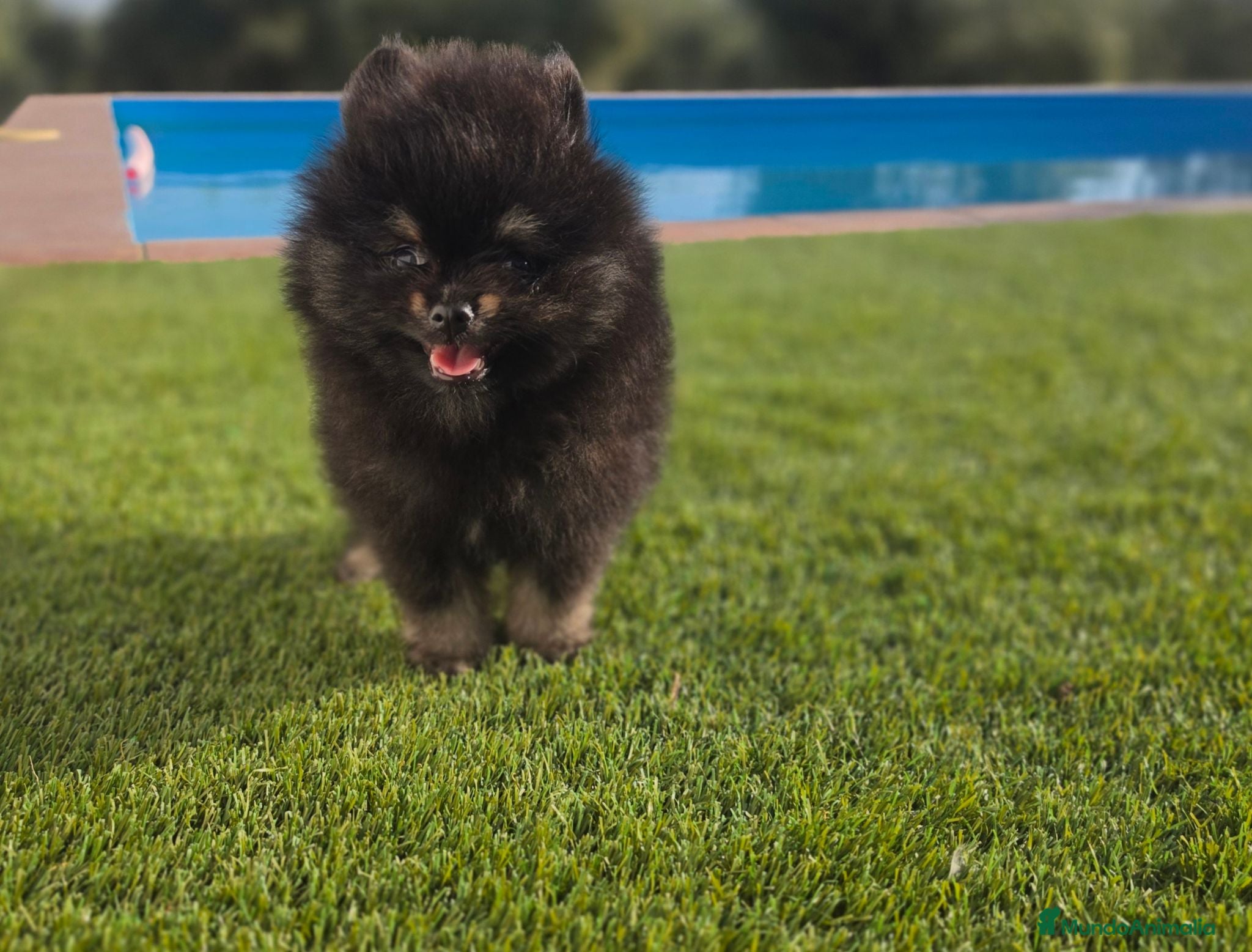 Pomerania perros LULU DE POMERANIA - Anuncio 1