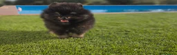 Pomerania perros en venta: LULU DE POMERANIA - Anuncio 1