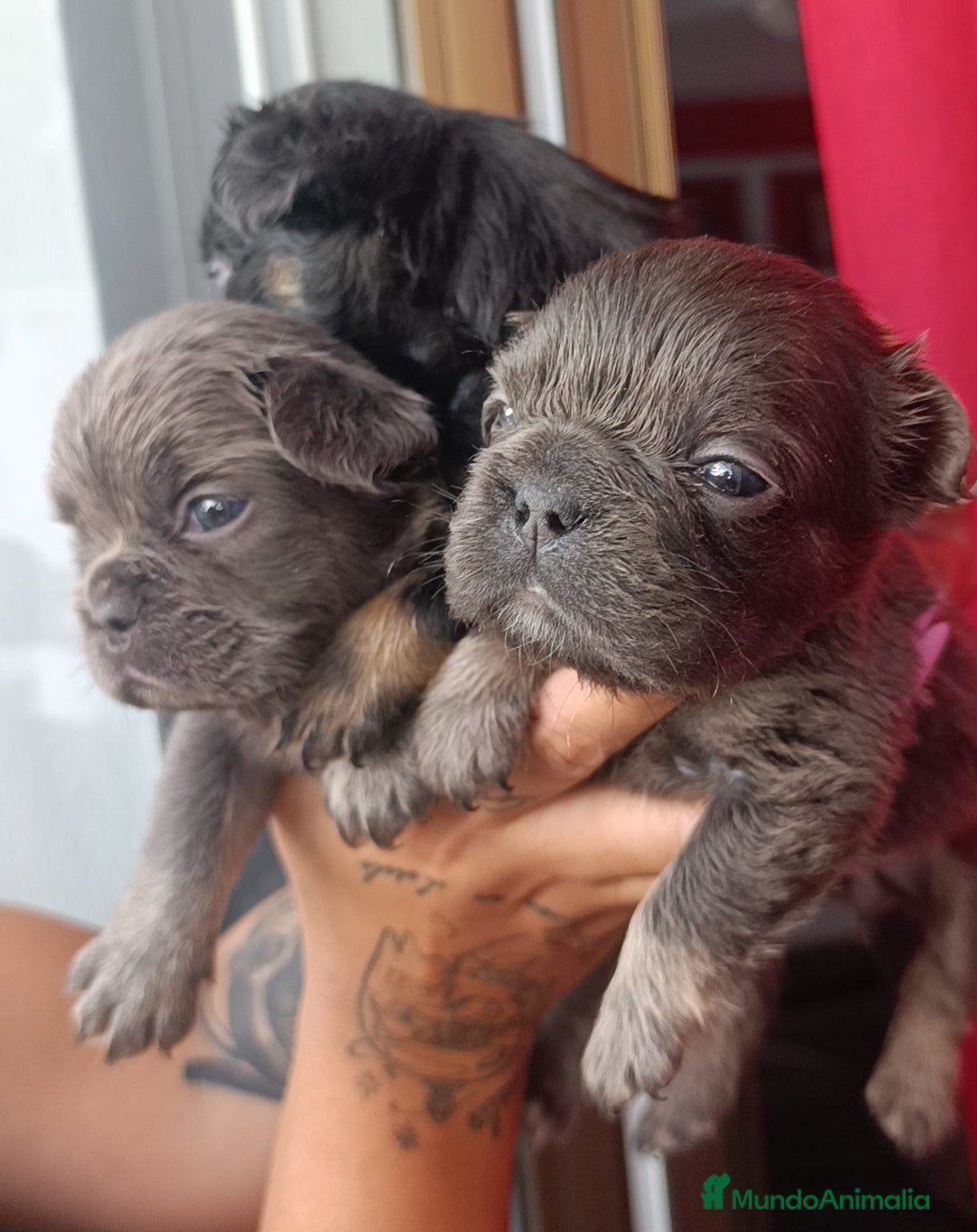 Bulldog Francés perros en venta: Bulldog francés Big rope fluffy y fluffys  - Imagen 4