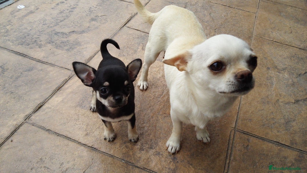 Chihuahua perros en venta: Chihuahuas cabecita de manzana 🍏 - Anuncio 6