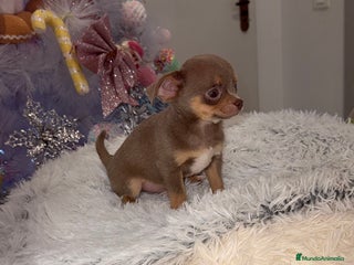 Chihuahua perros Chihuahuas estándar ojos azules - Anuncio 30